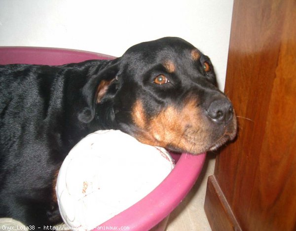 Photo de Rottweiler