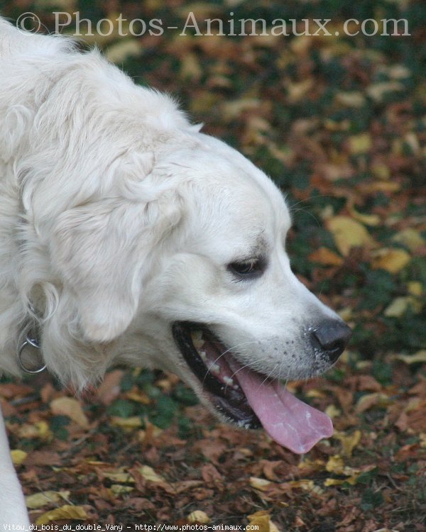 Photo de Golden retriever