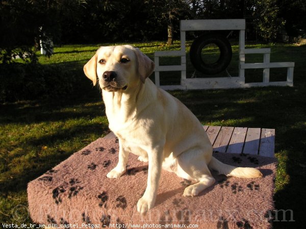 Photo de Labrador retriever