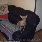 Photo de Pinscher nain