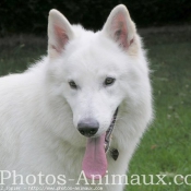 Photo de Berger blanc suisse