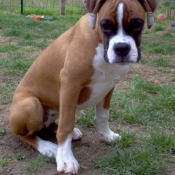 Photo de Boxer