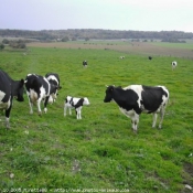 Photo de Vache