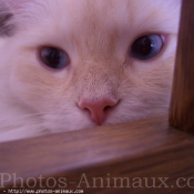 Photo de Ragdoll