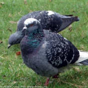 Photo de Pigeon