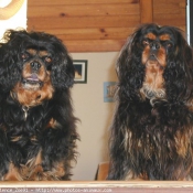 Photo de Cavalier king charles spaniel