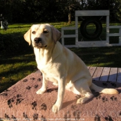 Photo de Labrador retriever