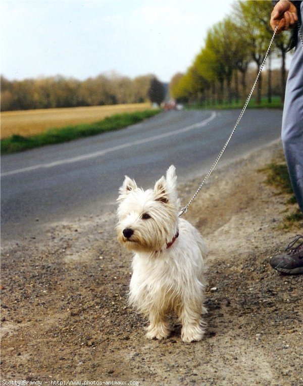 Photo de West highland white terrier