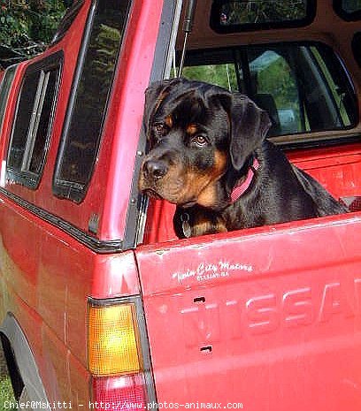 Photo de Rottweiler