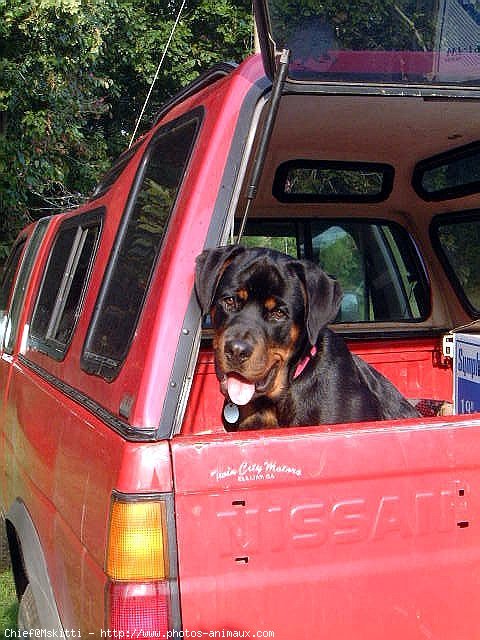 Photo de Rottweiler