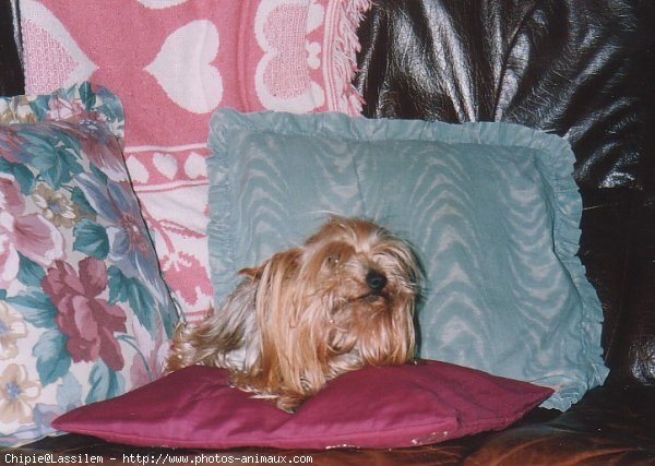 Photo de Yorkshire terrier