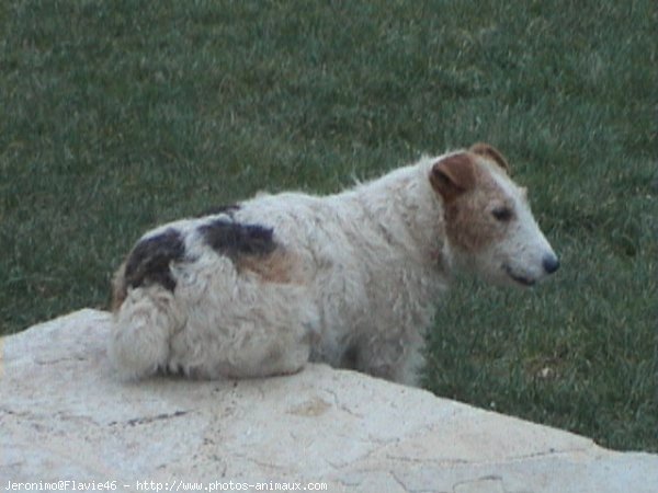 Photo de Fox terrier  poil dur