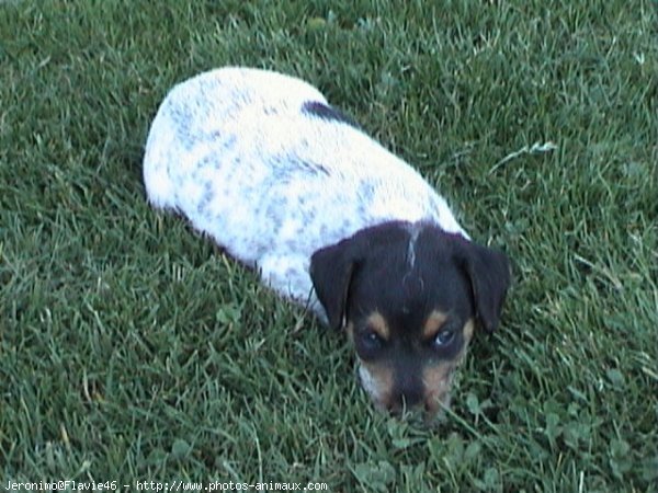 Photo de Fox terrier  poil dur