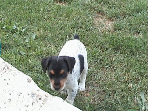 Photo de Fox terrier  poil dur