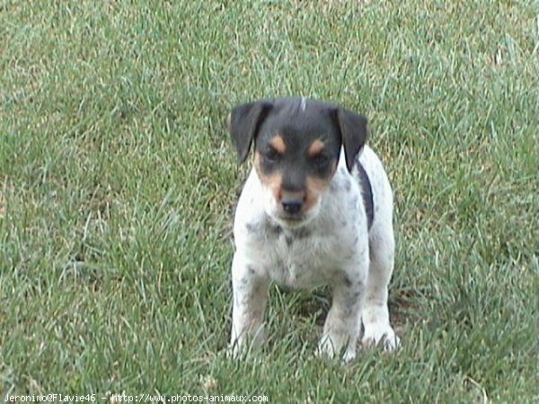 Photo de Fox terrier  poil dur