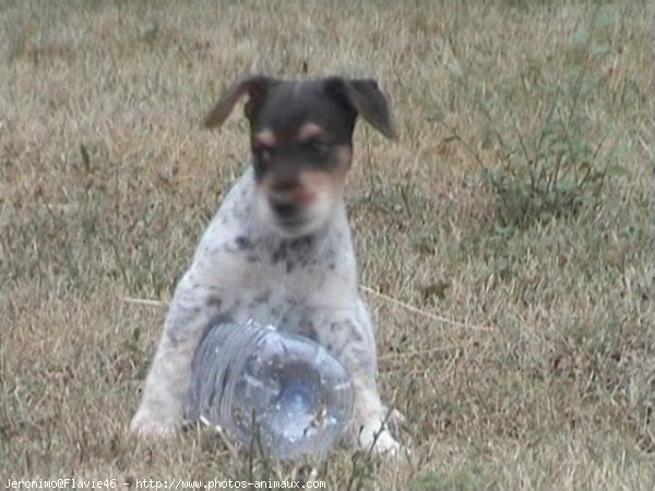 Photo de Fox terrier  poil dur