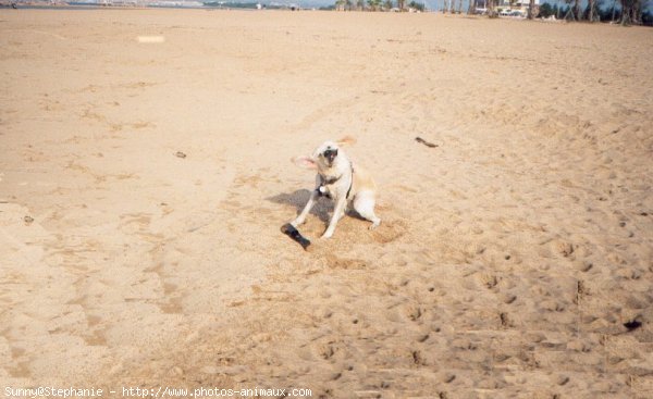 Photo de Golden retriever