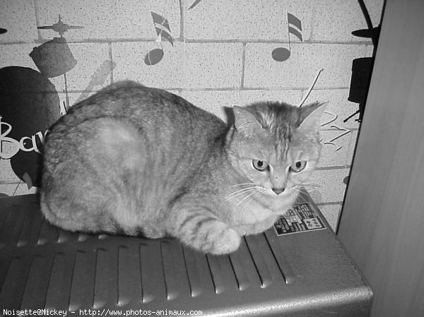 Photo de Chat domestique