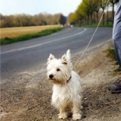 Photo de West highland white terrier