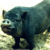 Photo de Cochon