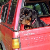 Photo de Rottweiler