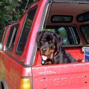 Photo de Rottweiler