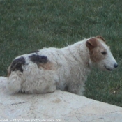 Photo de Fox terrier  poil dur