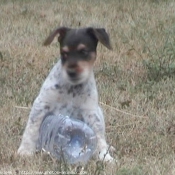 Photo de Fox terrier  poil dur