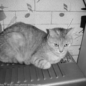 Photo de Chat domestique