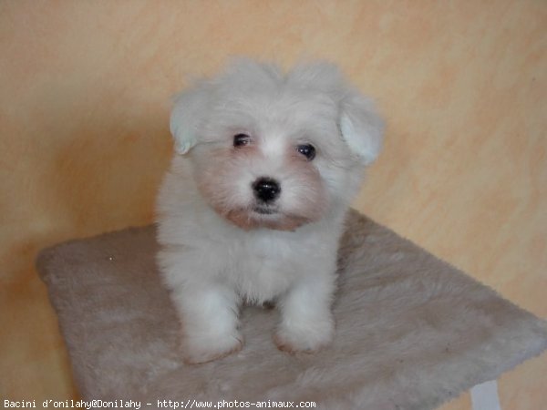 Photo de Coton de tulear