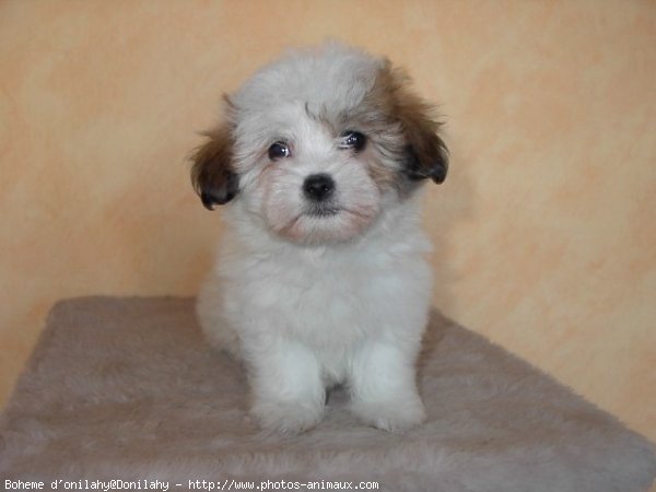 Photo de Coton de tulear