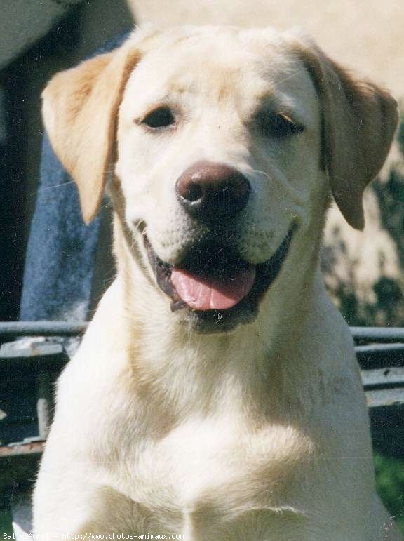 Photo de Labrador retriever