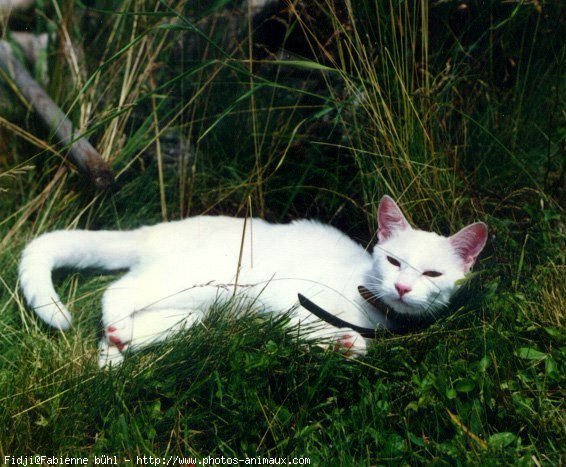 Photo de Chat domestique