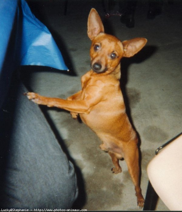 Photo de Pinscher nain