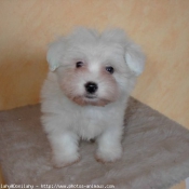 Photo de Coton de tulear