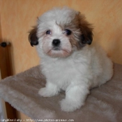 Photo de Coton de tulear