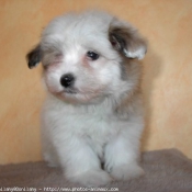 Photo de Coton de tulear