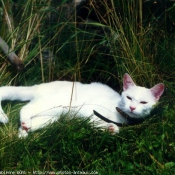 Photo de Chat domestique