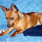 Photo de Pinscher nain