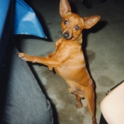 Photo de Pinscher nain