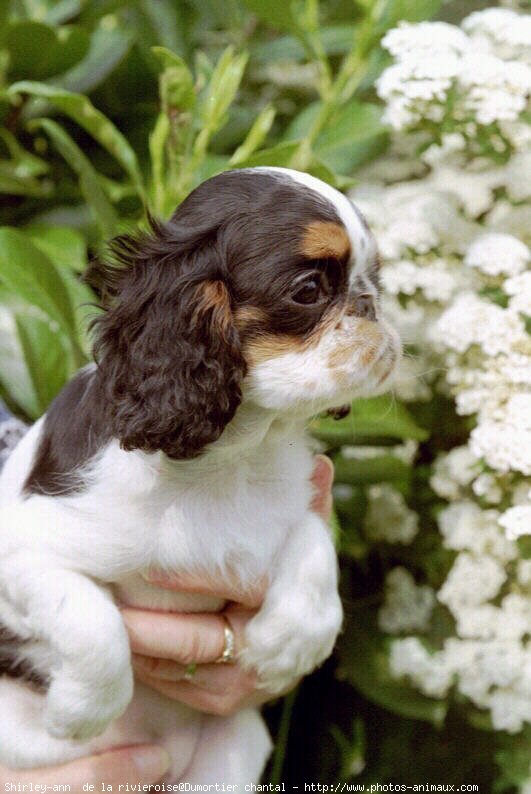 Photo de King charles spaniel