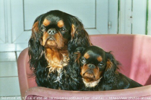 Photo de King charles spaniel