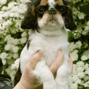 Photo de King charles spaniel