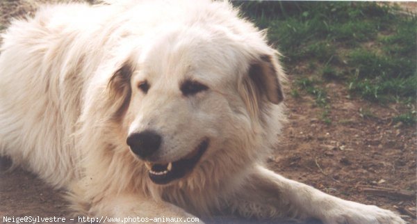 Photo de Chien de montagne des pyrnes