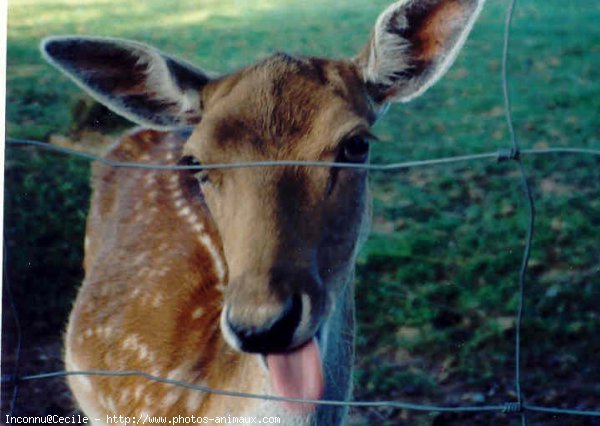 Photo de Biche