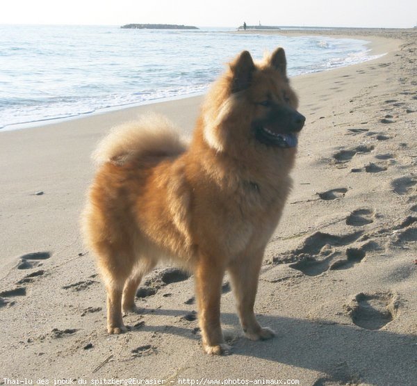 Photo d'Eurasier