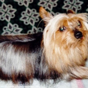 Photo de Yorkshire terrier