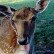 Photo de Biche