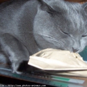 Photo de Chartreux