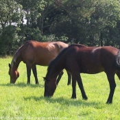 Photo de Races diffrentes